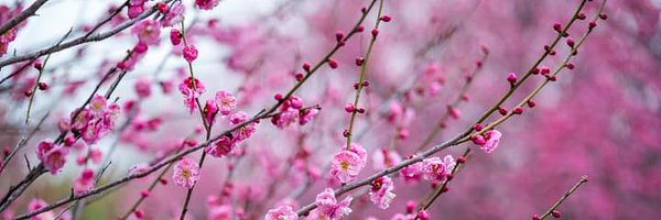 mesamalik Profile Banner