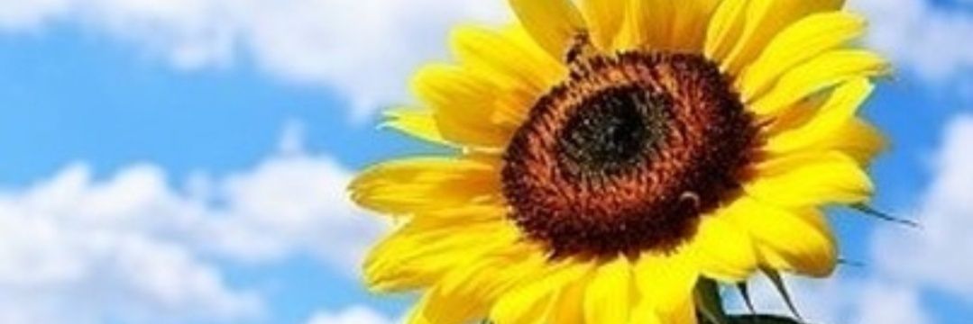 sunflowerhyo's profile banner image