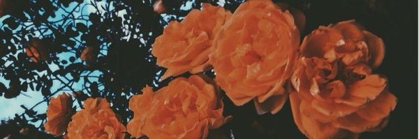 hongtiny07 Profile Banner