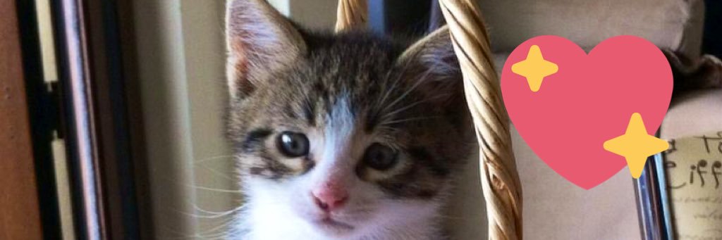 ElifPnar13's profile banner image