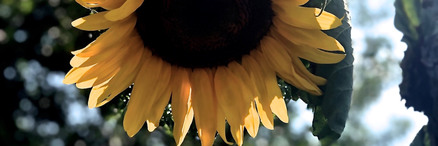 SJ banner