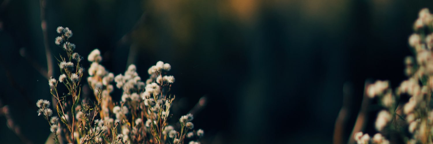 sfiddler96's profile banner image