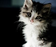 Sara56831's profile banner image