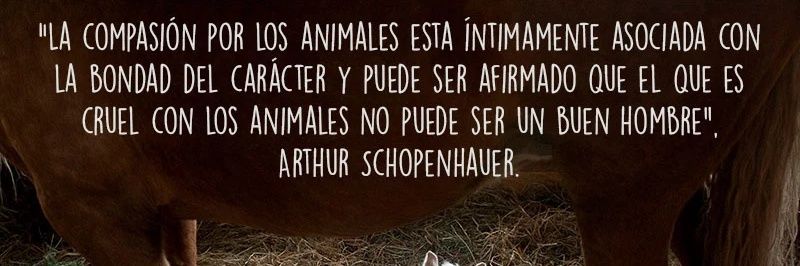 Laly 🇦🇷 banner