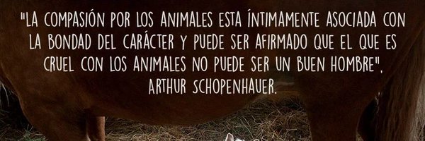 Lalysole Profile Banner