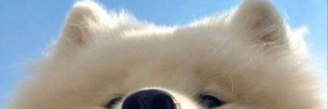 dinapano's profile banner image