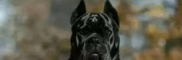 Officialpaul30 Profile Banner