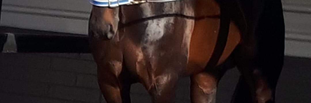 JRH pacing 🐎 banner