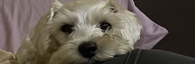 Azeeneth24's profile banner image