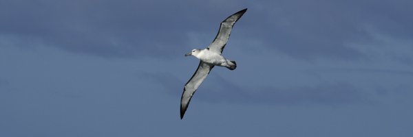 Acap_birds Profile Banner