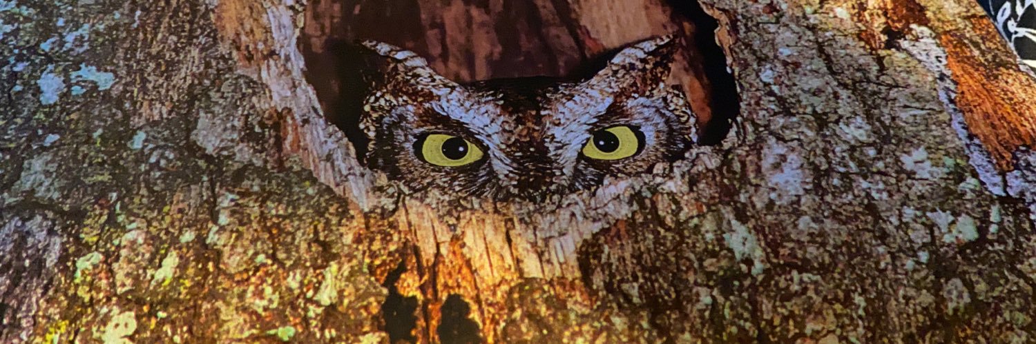 Kim Kaso 🌻💙🌊 banner