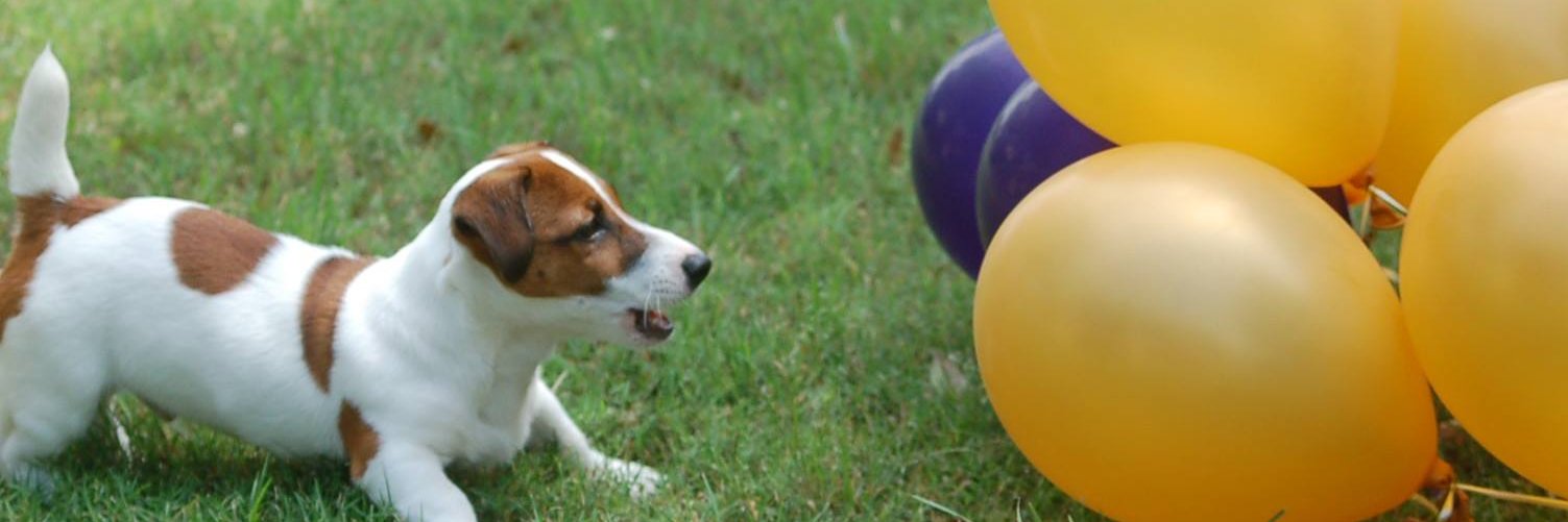 DecisiveMiss's profile banner image
