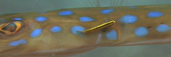 dbarneche Profile Banner