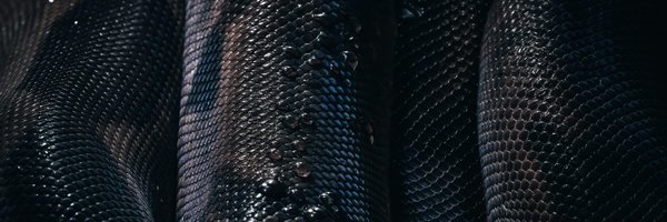 serpentalerecs Profile Banner