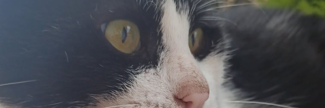 53limonn's profile banner image
