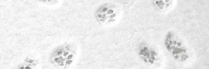 𐂯 banner