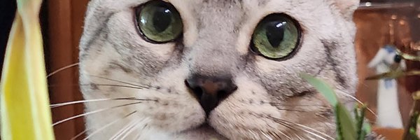 cloneofsimo Profile Banner