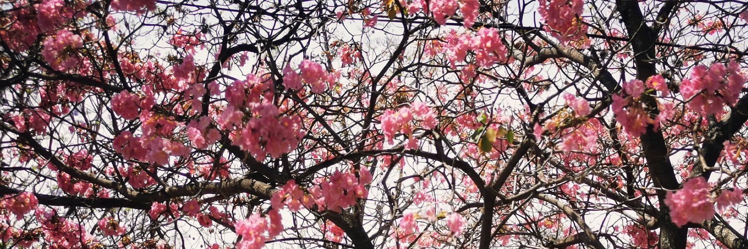 aleja_mija's profile banner image