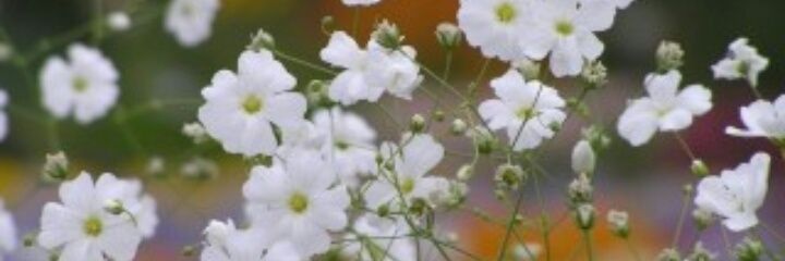 kotobuki81's profile banner image