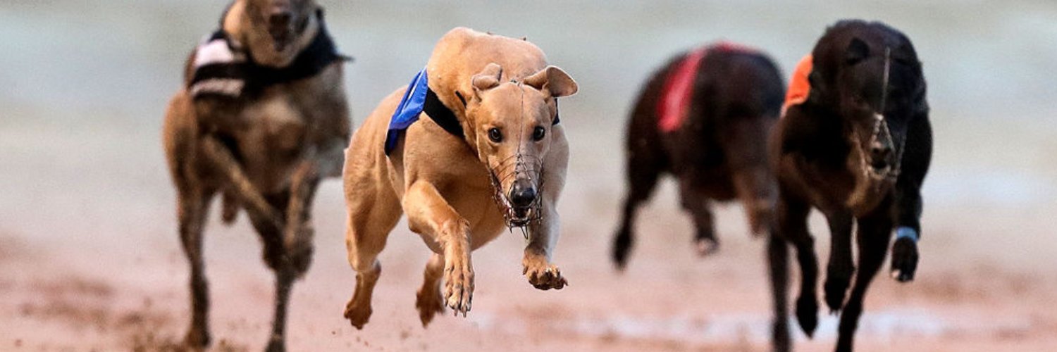 newbridgedogs's profile banner image