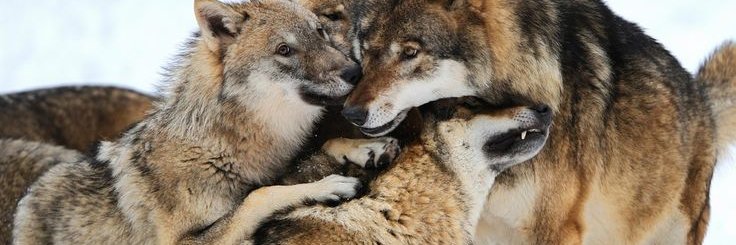 MAS CHAVISTA Y MADURISTA banner