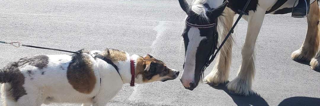 Andy McLean #FBPE 🇪🇺 PR VOTING banner