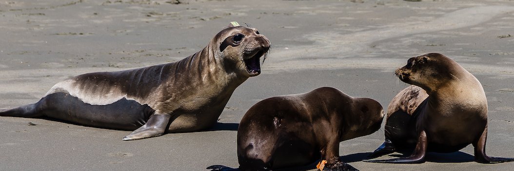 The Marine Mammal Center's banner