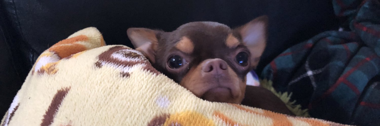 カオルちゃん banner