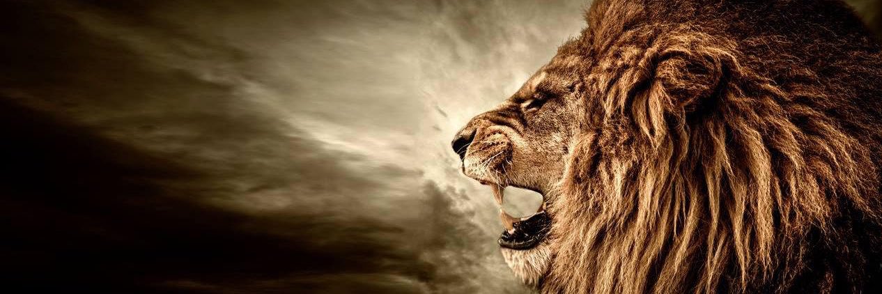 Colson Altman 🦍 banner