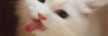pakgdstag's profile banner image
