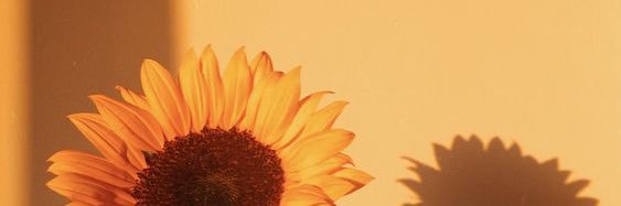 palaumode's profile banner image