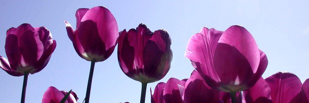 rsnml's profile banner image