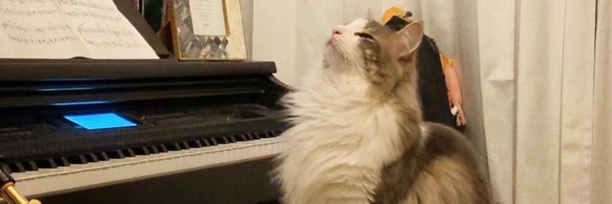 yumietta's profile banner image