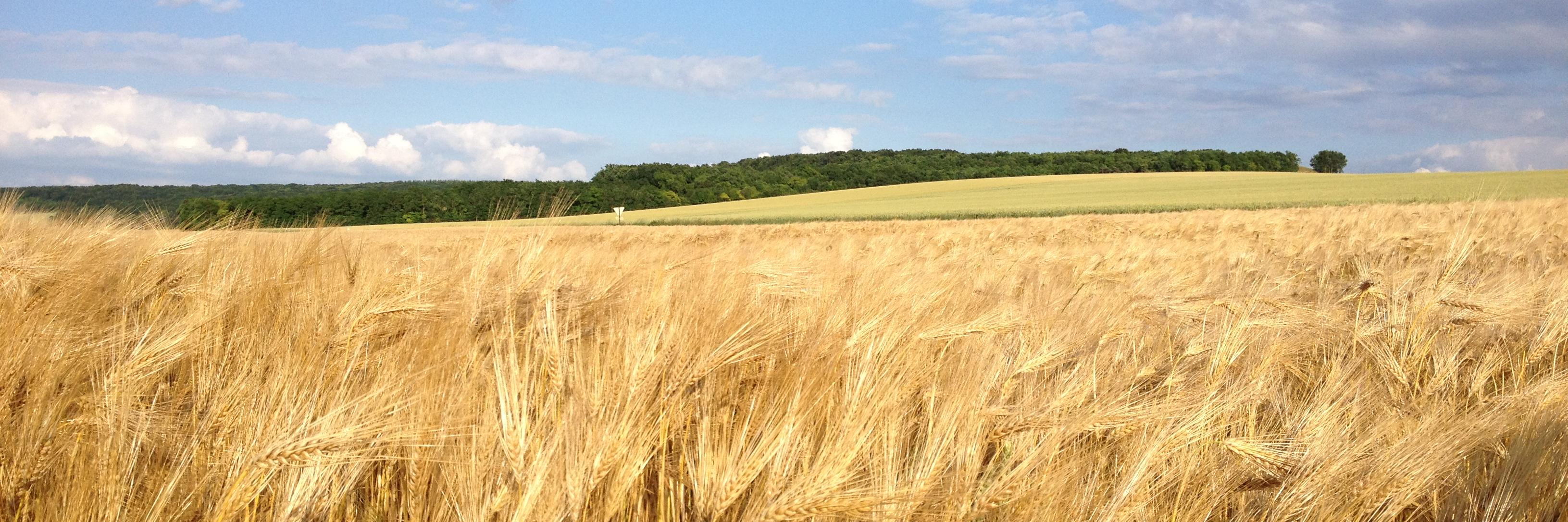 Emmanuel Bernard banner