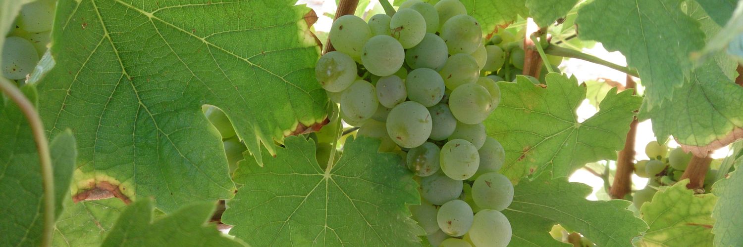 SommelierTABU's profile banner image