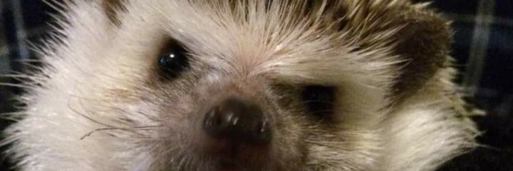 pugico's profile banner image