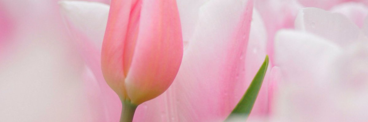 strongsteps's profile banner image