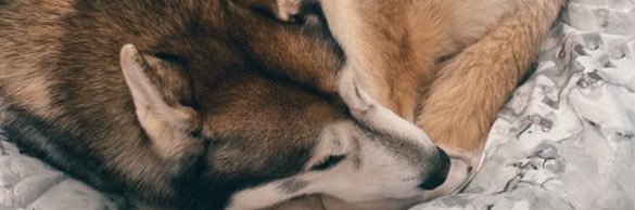 Kilani_Family's profile banner image