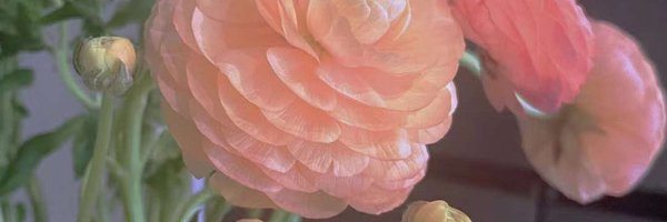 dinah_zhang Profile Banner