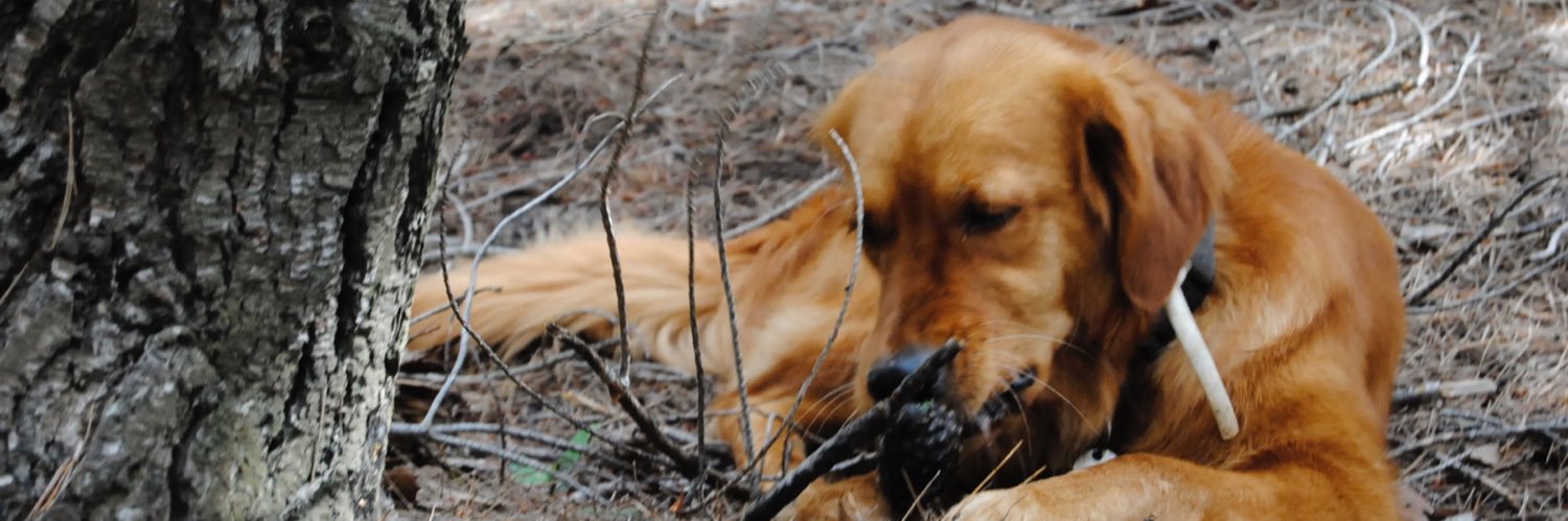 Carlos R. Escuredo banner