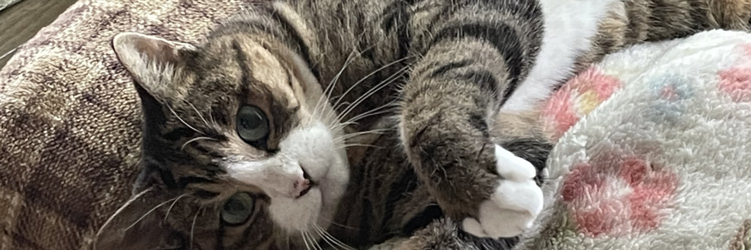 onochi2's profile banner image