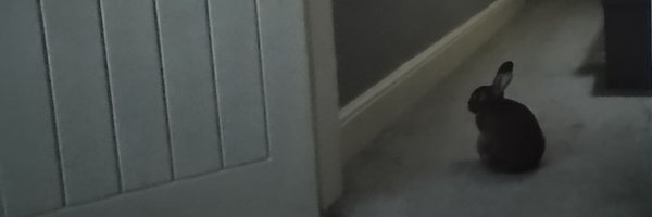 shanejones Profile Banner