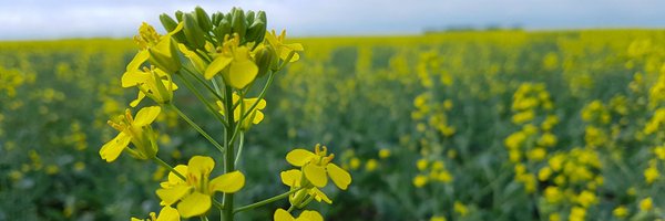 JiaxuWu6 Profile Banner