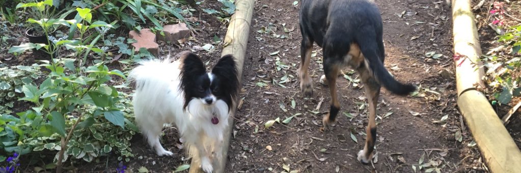 Herlock Sholmes banner