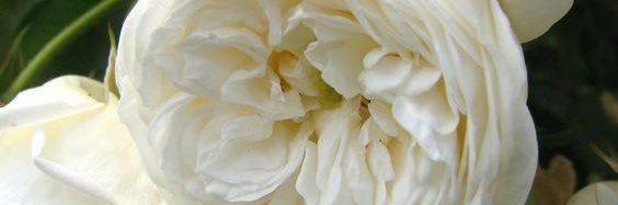 1CynthiaSanders's profile banner image