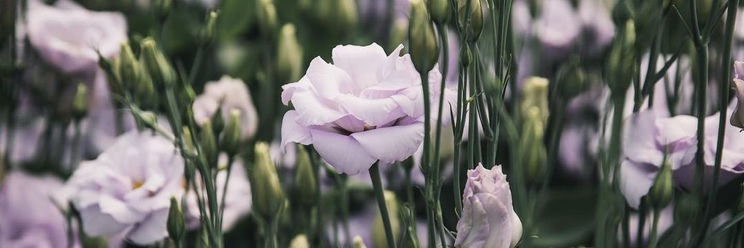 peonylemons's profile banner image