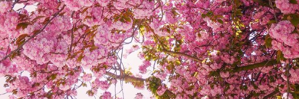 Sarona Profile Banner