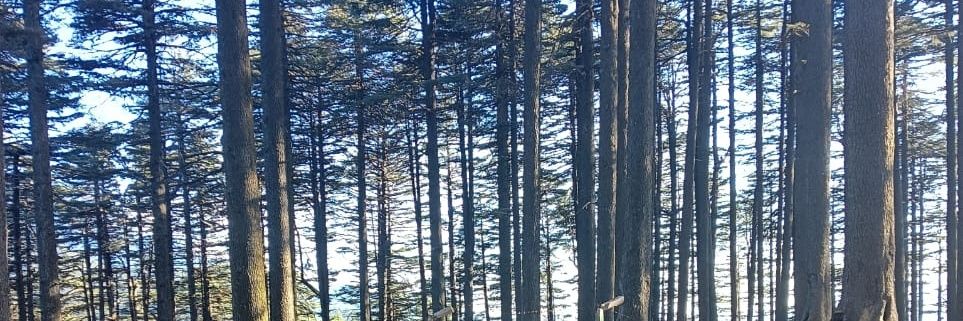 MaddyG banner