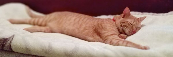 djasif Profile Banner