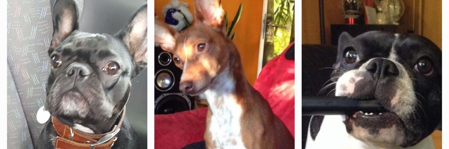 Simone Kalkbrenner 🍄🐕🍄🌺 banner